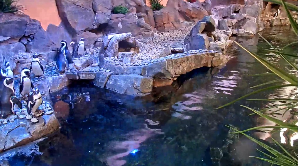 African Penguin - Georgia Aquarium