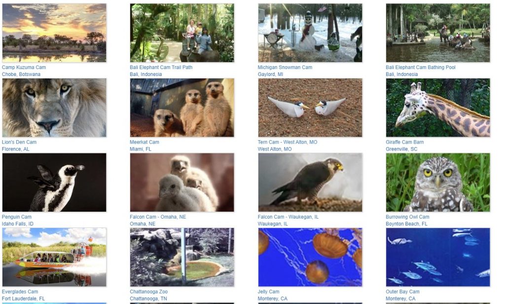 Screenshot of animal webcams
