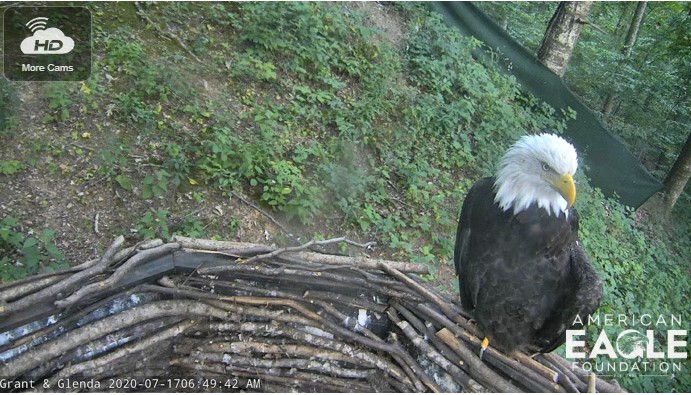 Dollywood Bald Eagle Nest