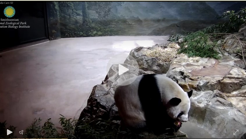 Giant Panda cam - Smithsonian