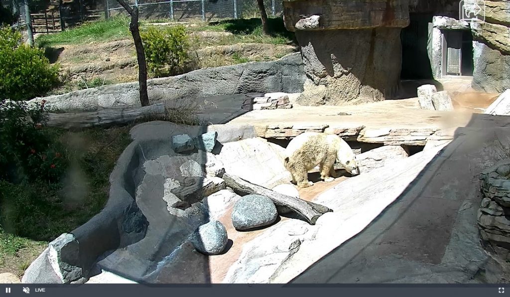Polar Bear Cam - San Diego Zoo
