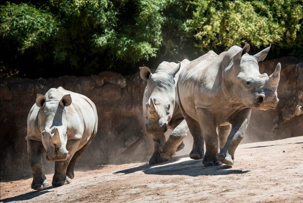 Rhino Yard - Houston Zoo