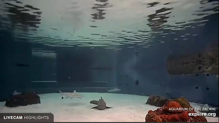 Shark Lagoon - Aquarium of the Pacific