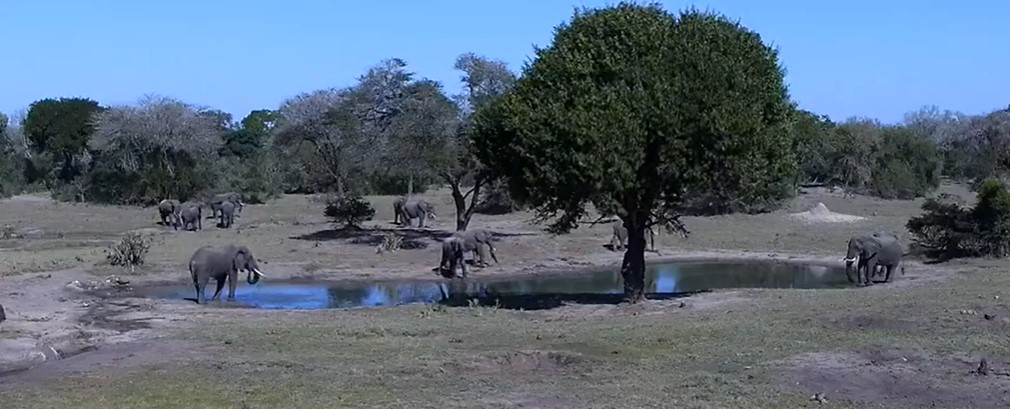 Tembe Elephant Park - Emangusi, South Africa
