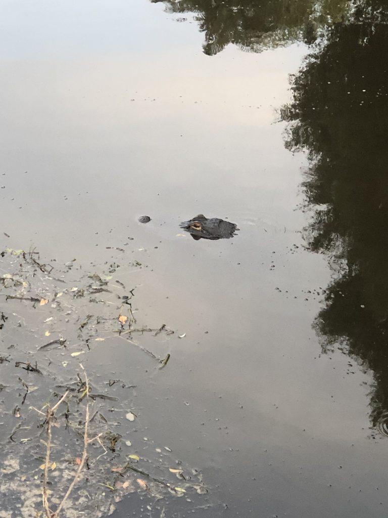 An alligator in the canal behind our house.