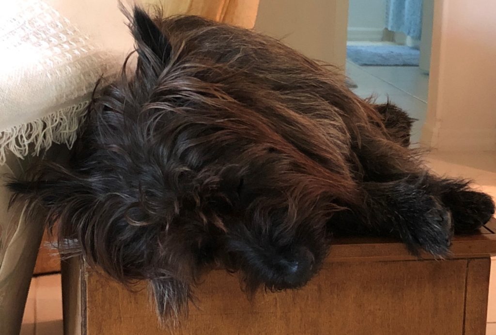 Cropped photo of Gus, our Cairn Terrier, laying on a book case.
