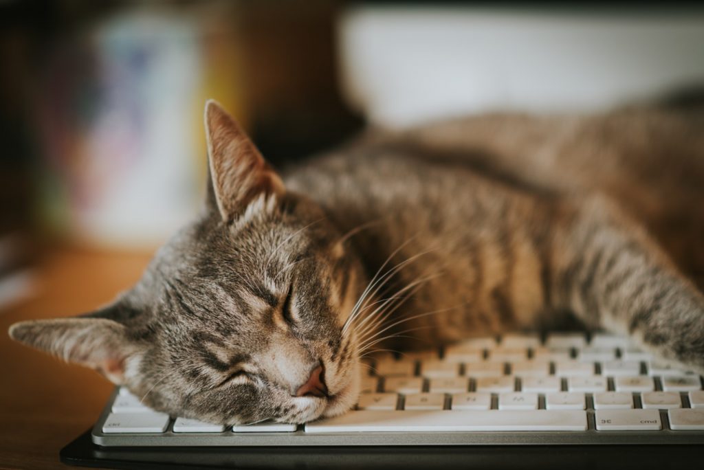 Cat sleeping on a computer keyboard