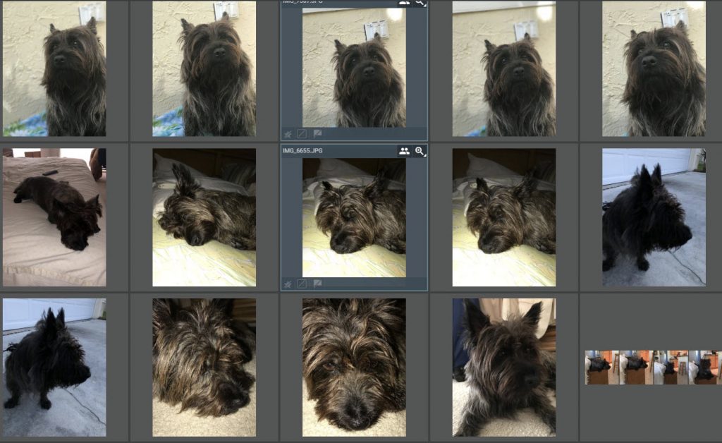 Screenshot of some results from searching the keyboard "Dog" on my computer.