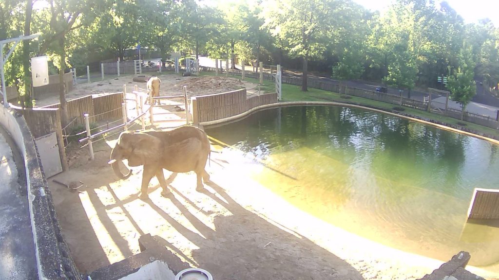 Screenshot of the elephant cam at the Memphis Zoo.
