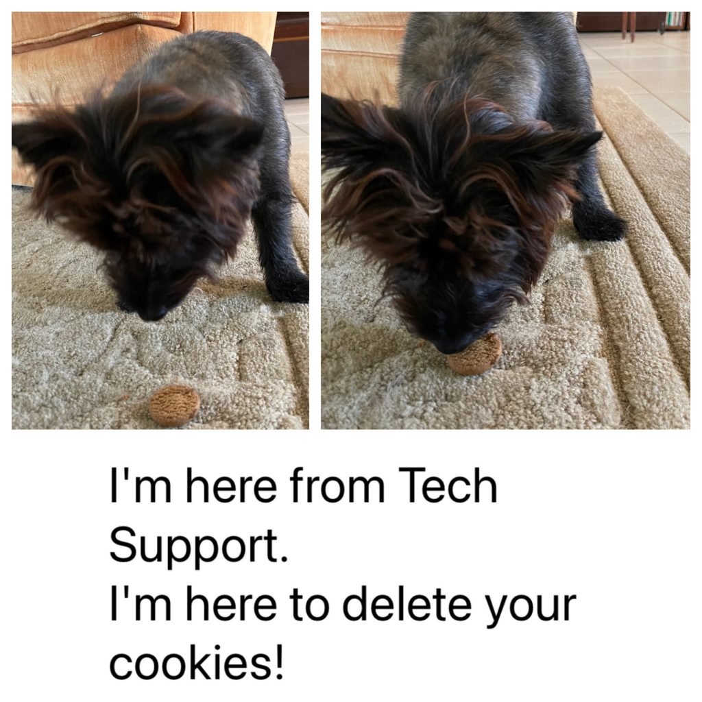 Our Cairn Terrier Gus, offering to delete cookies by eating them!