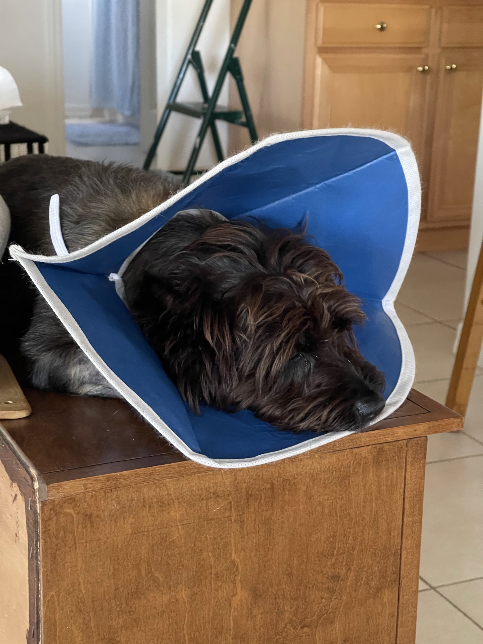 Gus with cone on a bookcase